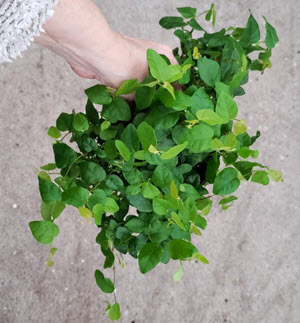 4" Ficus Repens Creeping Fig Green  